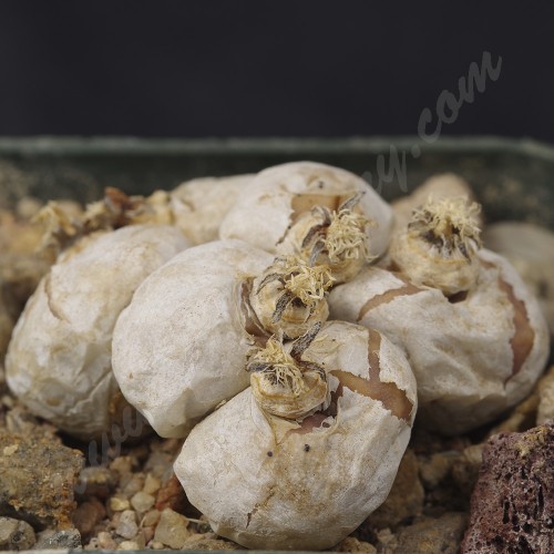 CON004.02 Conophytum angelicae ssp. angelicae, SH480