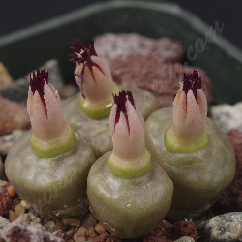 CON004.03  Conophytum angelicae #3, GM183