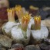 CON004.03  Conophytum angelicae #3, GM183