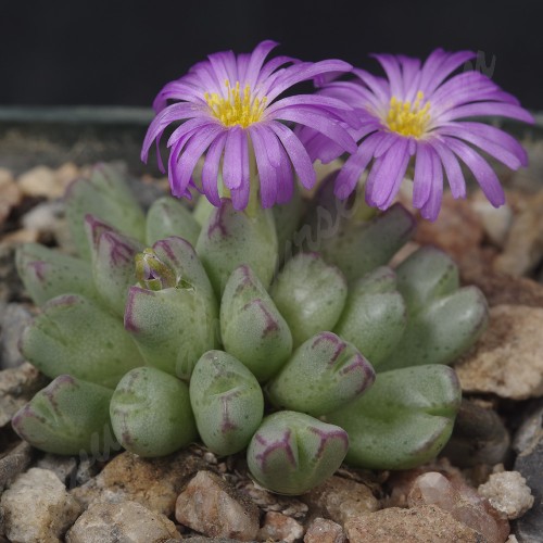 CON006.01 Conophytum antonii