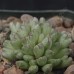 CON006.01 Conophytum antonii