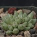 CON006.01 Conophytum antonii
