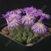 CON006.01 Conophytum antonii