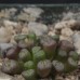 CON010.01 Conophytum auriflorum ssp. turbiniforme B&H2324