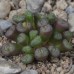 CON010.01 Conophytum auriflorum ssp. turbiniforme B&H2324