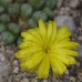CON010.01 Conophytum auriflorum ssp. turbiniforme B&H2324