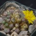 CON010.01 Conophytum auriflorum ssp. turbiniforme B&H2324