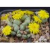 CON013.01 Conophytum bilobum #1, SH670