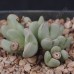 CON013.01 Conophytum bilobum #1, SH670
