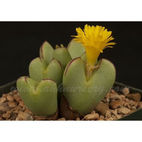 CON013.02 Conophytum bilobum H4777