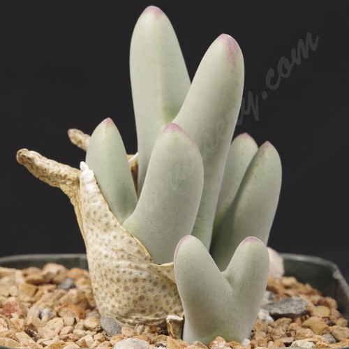 CON013.05 Conophytum bilobum ssp. bilobum var. bilobum SB2215