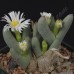 CON013.05 Conophytum bilobum ssp. bilobum var. bilobum SB2215