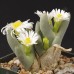 CON013.05 Conophytum bilobum ssp. bilobum var. bilobum SB2215