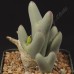 CON013.05 Conophytum bilobum ssp. bilobum var. bilobum SB2215
