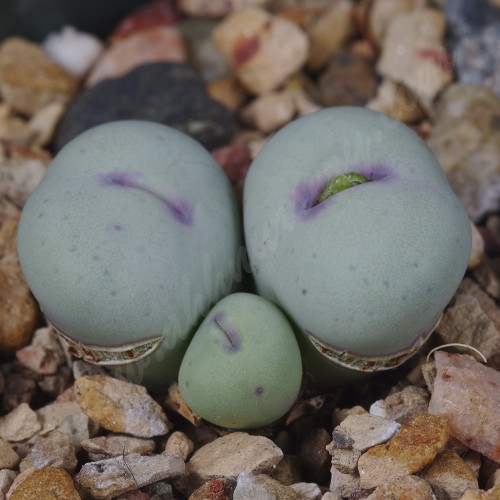 CON023.01 Conophytum breve SB2296