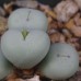 CON023.01 Conophytum breve SB2296