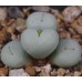CON023.01 Conophytum breve SB2296