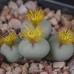 CON023.01 Conophytum breve SB2296