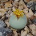 CON023.01 Conophytum breve SB2296