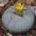 CON023.01 Conophytum breve SB2296