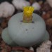 CON023.01 Conophytum breve SB2296