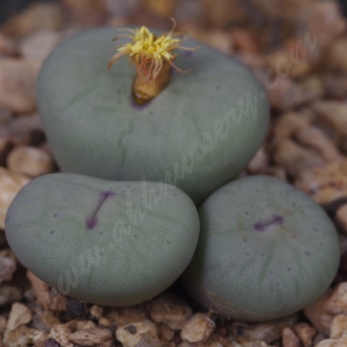 CON023.03 Conophytum breve