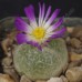 CON026.00 Conophytum burgeri