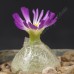 CON026.00 Conophytum burgeri