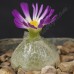 CON026.00 Conophytum burgeri