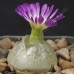 CON026.00 Conophytum burgeri