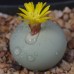 CON027.02 Conophytum calculus ssp. calculus,  SB2318