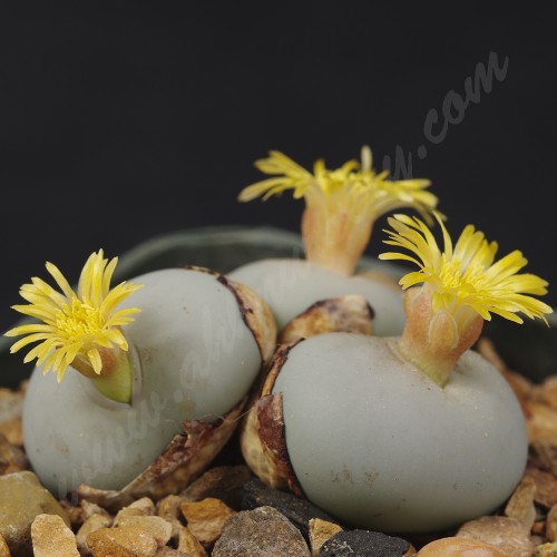 CON028.01 Conophytum calculus ssp. vanzylii SH433