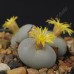 CON028.01 Conophytum calculus ssp. vanzylii SH433
