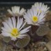 CON029.01 Conophytum carolii