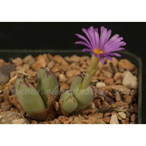 CON031.01 Conophytum chauviniae SB1921