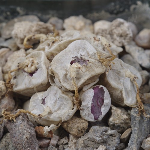 CON037.01 Conophytum cubicum