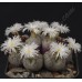 CON049.02 Conophytum ficiforme #2