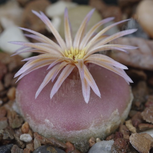 CON059.01 Conophytum hammeri MRO115