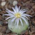 CON059.01 Conophytum hammeri MRO115