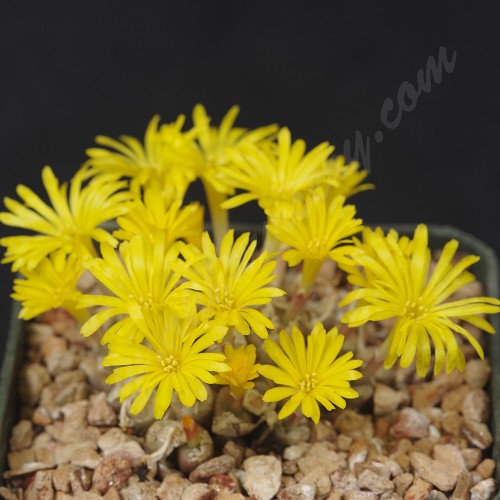 CON065.01 Conophytum irmae B+H2318