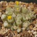 CON065.01 Conophytum irmae B+H2318