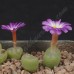 CON077.01 Conophytum lithopsoides, AJY054- $3.30/12 seeds