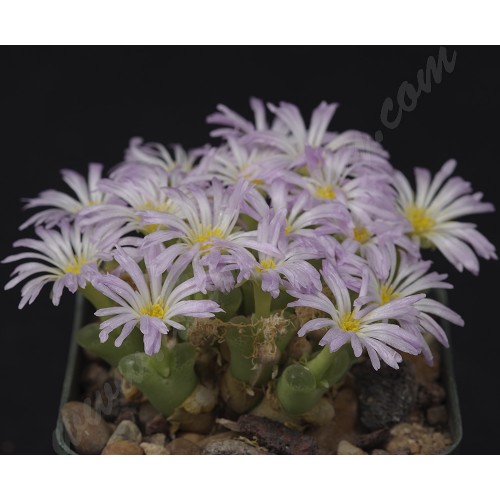 CON082.01 Conophytum longum