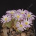 CON082.01 Conophytum longum