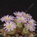 CON082.01 Conophytum longum