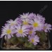 CON082.01 Conophytum longum