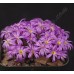 CON083.00 Conophytum luckhoffii, generic
