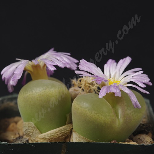 CON084.02 Conophytum lydiae, Geselskapbank