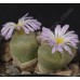 CON084.02 Conophytum lydiae, Geselskapbank