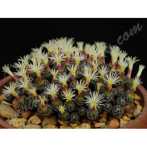 CON092.01 Conophytum minimum wittebergense RR714